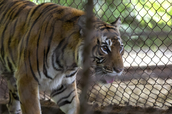 Argentina Rescues Over 1,000 Animals From Abandoned Zoo