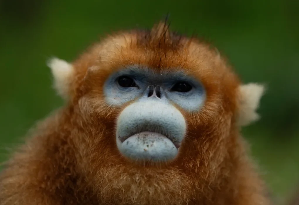 China Deploys Golden Monkeys as New Diplomatic Ambassadors China Deploys Golden Monkeys as New Diplomatic Ambassadors
