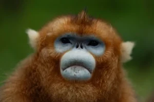 China Deploys Golden Monkeys as New Diplomatic Ambassadors China Deploys Golden Monkeys as New Diplomatic Ambassadors