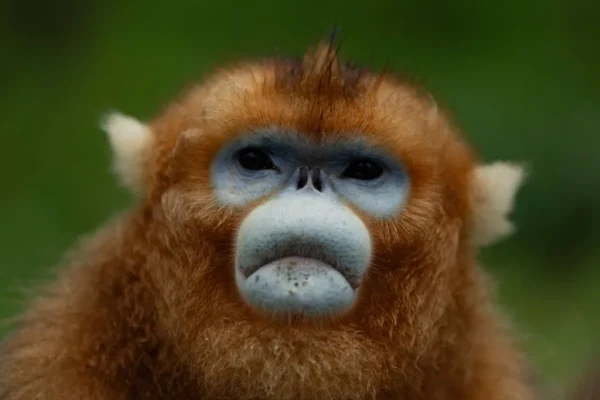 China Deploys Golden Monkeys as New Diplomatic Ambassadors China Deploys Golden Monkeys as New Diplomatic Ambassadors
