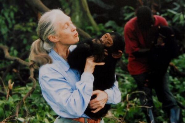 Jane Goodall Dies at 91: A Legacy of Chimpanzees and Conservation