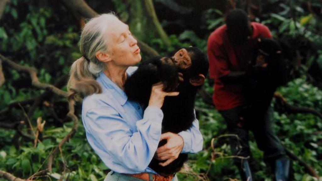 Jane Goodall Dies at 91: A Legacy of Chimpanzees and Conservation