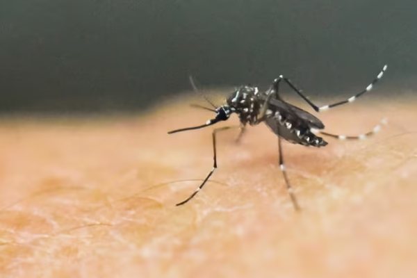 New York Reports First Locally Acquired Chikungunya Case in Years