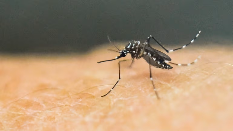 New York Reports First Locally Acquired Chikungunya Case in Years