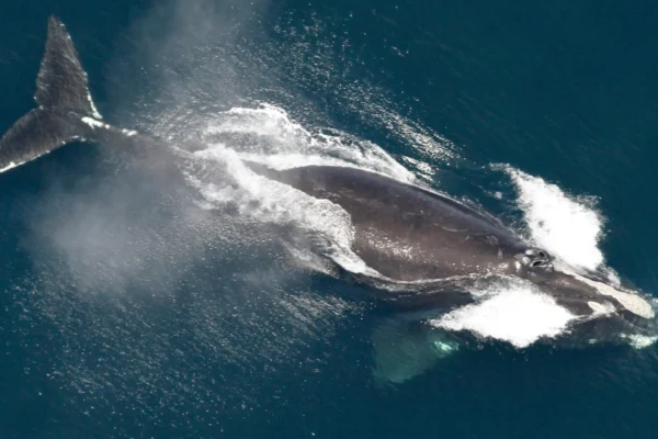 North Atlantic Right Whale Population Shows Optimistic Growth