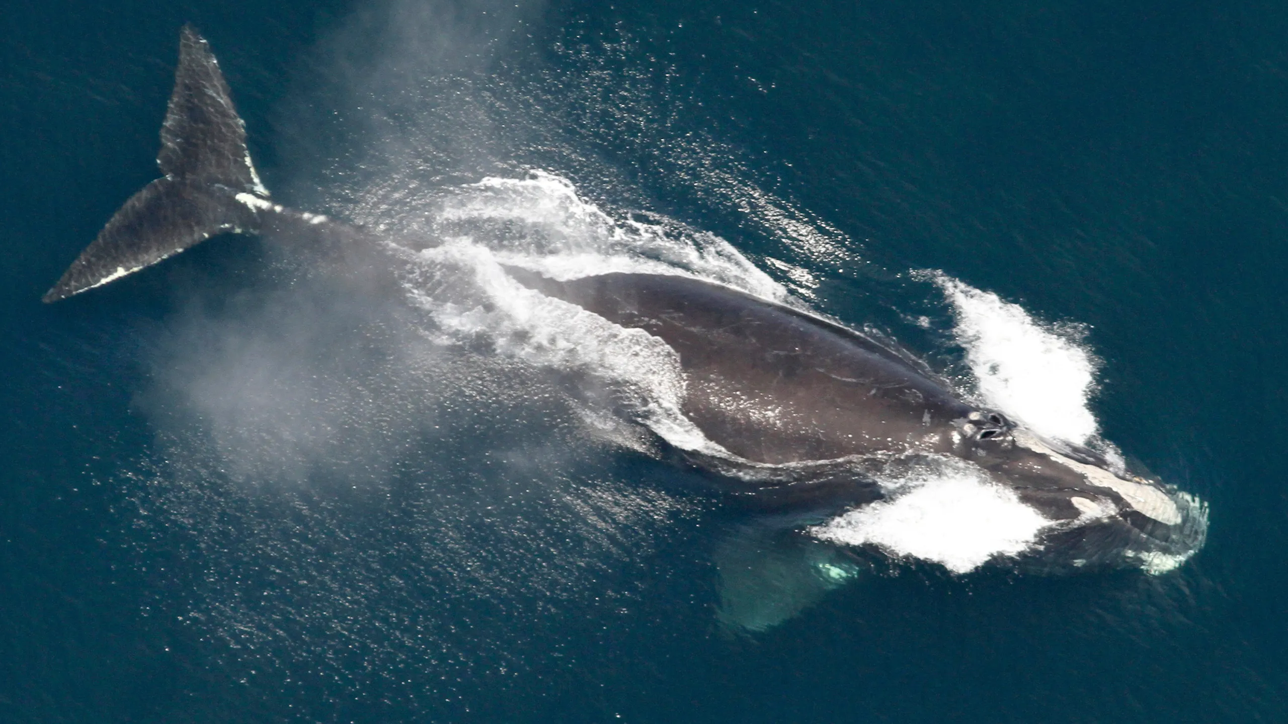 North Atlantic Right Whale Population Shows Optimistic Growth