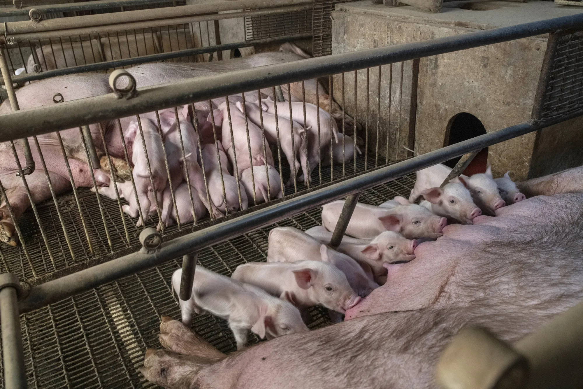 Taiwan Reports First African Swine Fever Case, Culls atleast 195 Pigs
