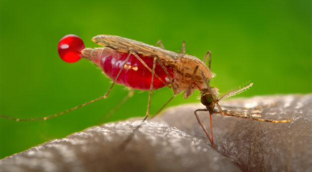 Over 24 Million Malaria Cases Confirmed in Nigeria, 2025 – Rising Trend