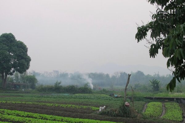 American Father and Son Killed in Tragic Hornet Attack in Laos