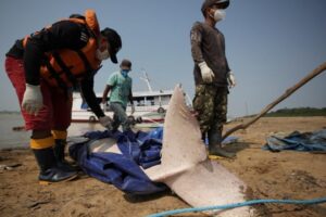 Hundreds of Dolphins Found Dead in Amazon Lake