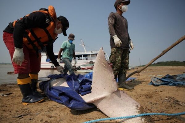 Hundreds of Dolphins Found Dead in Amazon Lake