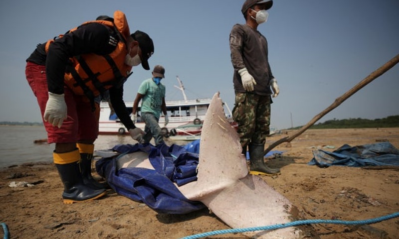 Hundreds of Dolphins Found Dead in Amazon Lake
