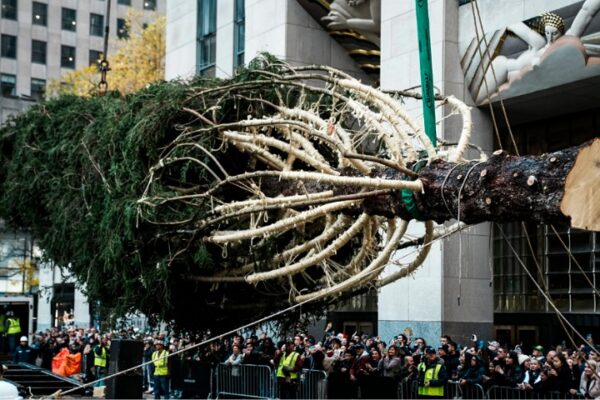 Rockefeller Center Christmas Tree Arrives in Manhattan