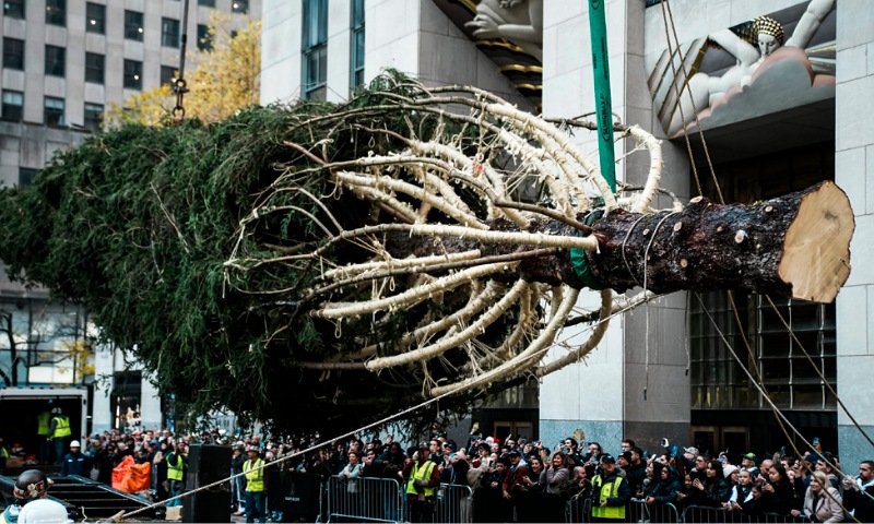 Rockefeller Center Christmas Tree Arrives in Manhattan