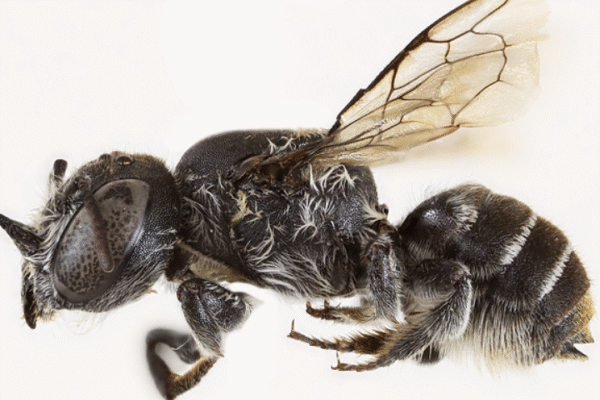 Scientists Unveil Newly Discovered “Lucifer” Bee in Australia