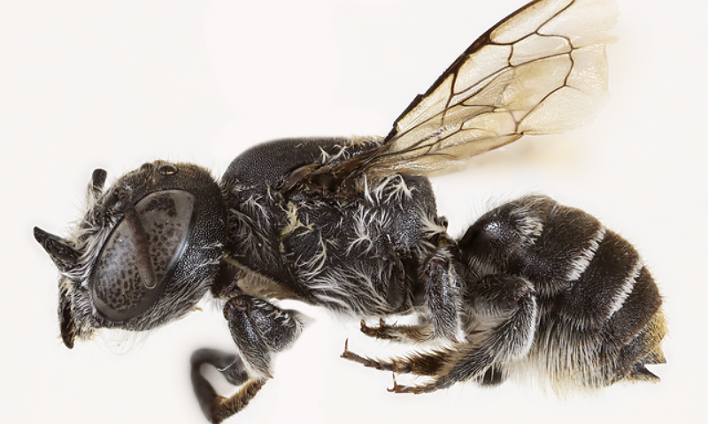 Scientists Unveil Newly Discovered “Lucifer” Bee in Australia