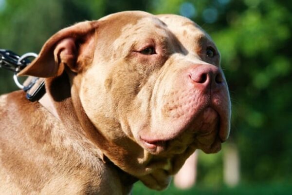 Pennsylvania Man Hospitalized After Dog Fires Shotgun