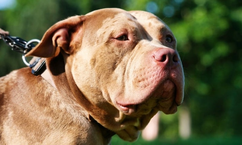 Pennsylvania Man Hospitalized After Dog Fires Shotgun