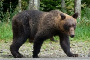 U.S. Warns Americans in Japan About Bear Attacks
