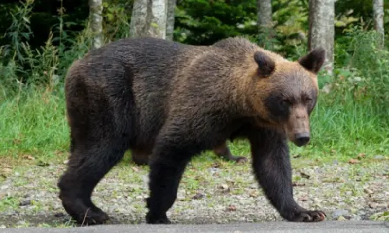 U.S. Warns Americans in Japan About Bear Attacks