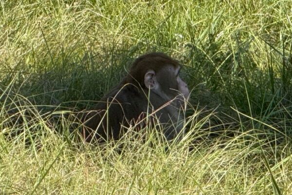 Mississippi Mother Shoots Escaped Monkey to Protect Her Children