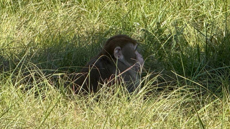 Mississippi Mother Shoots Escaped Monkey to Protect Her Children