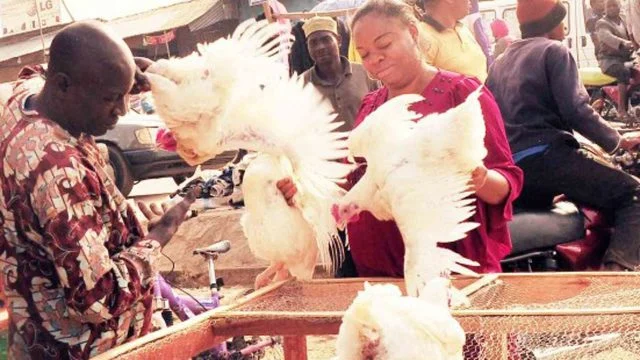 Abuja Residents Lament Rising Goat, Chicken Prices Ahead of Christmas