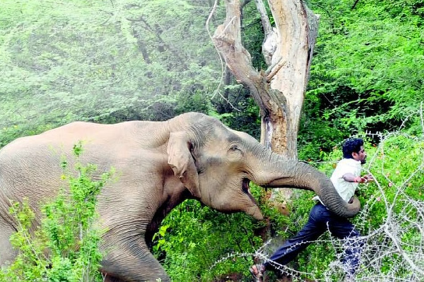 Elephant Attack Leaves 20 Dead in Indian State as Rescue Continues