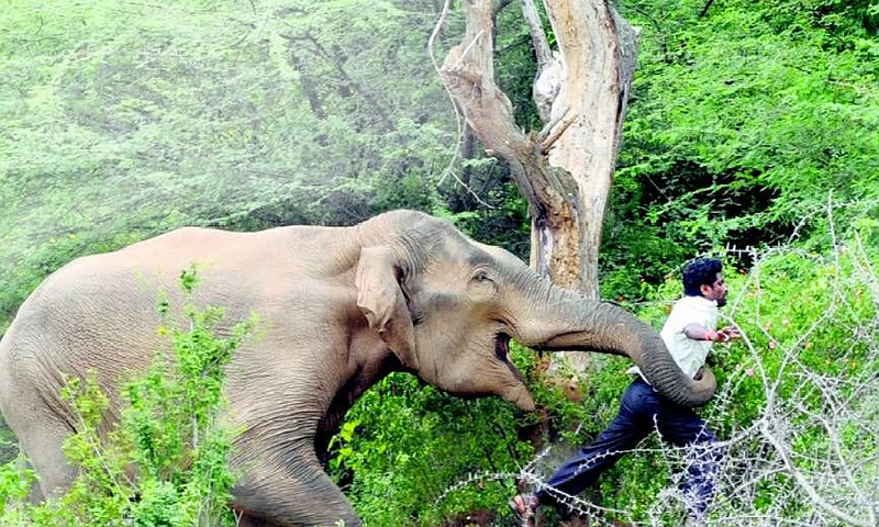 Elephant Attack Leaves 20 Dead in Indian State as Rescue Continues