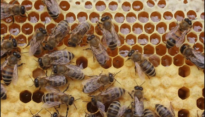 Nigeria Needs N36 Billion to Boost Honey Production and Apiculture Industry