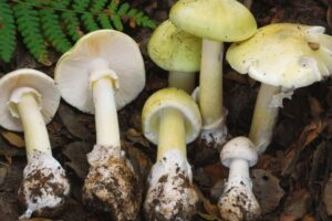 Four Die After Eating Death Cap Mushrooms as Rains Fuel Spread in California