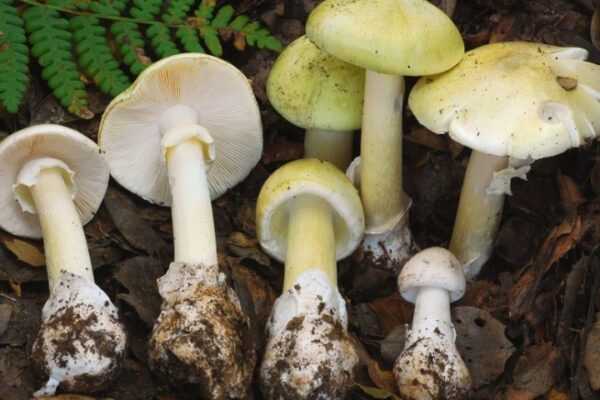 Four Die After Eating Death Cap Mushrooms as Rains Fuel Spread in California