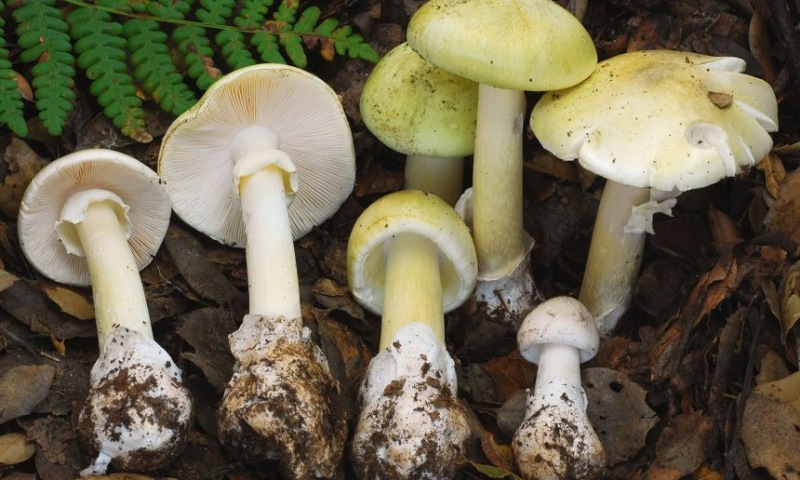 Four Die After Eating Death Cap Mushrooms as Rains Fuel Spread in California