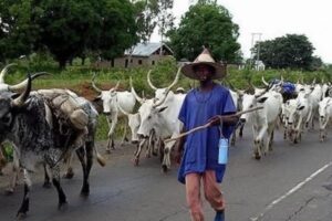 Fresh Tension Over Kwara Ranching as Yoruba Group Accuses Tinubu