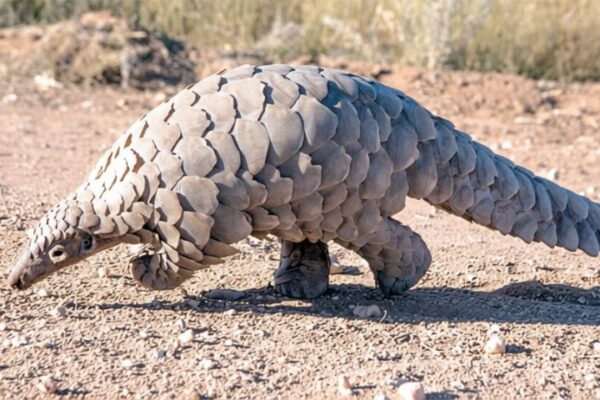 Wild Africa Urges Nigeria to Protect Endangered Wildlife After 500,000 Pangolins Lost