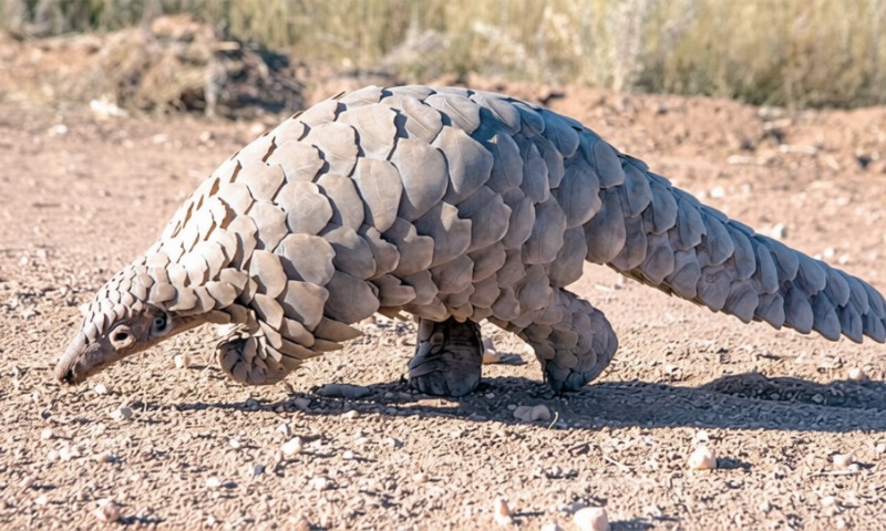 Wild Africa Urges Nigeria to Protect Endangered Wildlife After 500,000 Pangolins Lost
