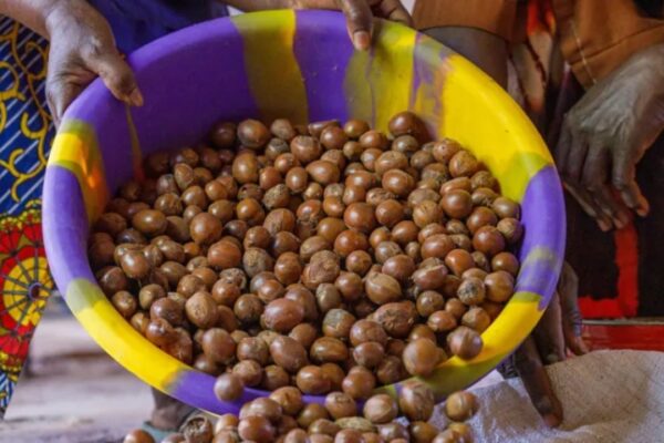 Tinubu Pushes Shea Nut Export Ban to 2027 to Boost Local Industry