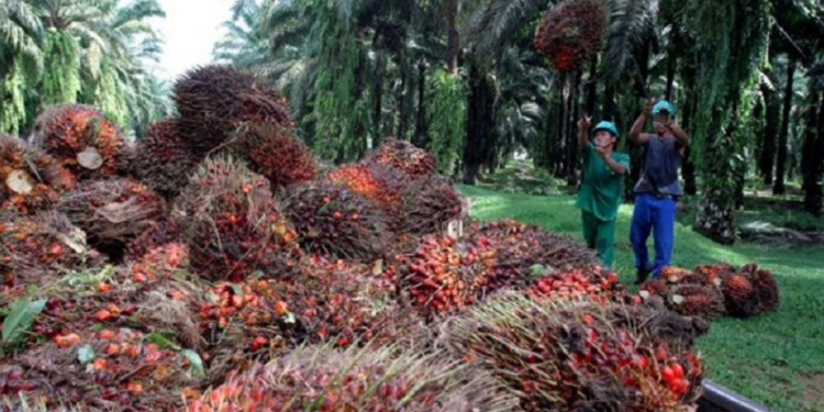 Okomu Oil Palm records N87.3 billion Profit in 2025 as Palm, Rubber Sales Increase
