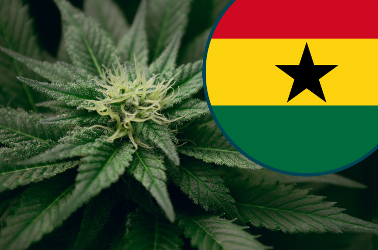 Ghana Legalises Cannabis Farming For Industrial, Medicinal Purposes, Invites Applications For Licences