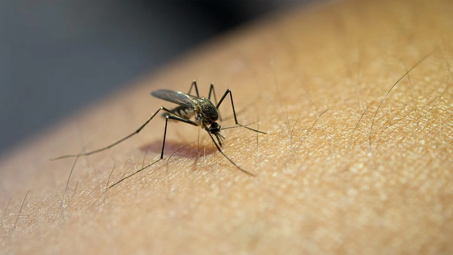 Mosquitoe bite